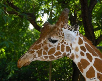 11008 - Giraffe / Safari zoo - Ramat-Gan - Israel