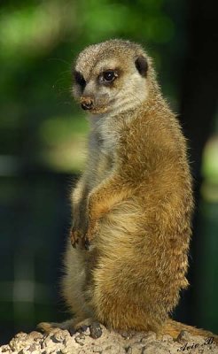 11018 - Suricatta (Meerkat) / Safari zoo - Ramat-Gan - Israel