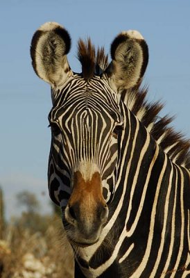 11027 - Zebra / Safari zoo - Ramat-Gan - Israel