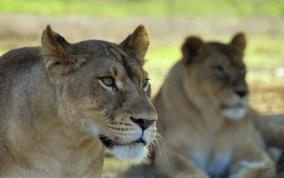 11032 - Lioness / Safari zoo - Ramat-Gan - Israel