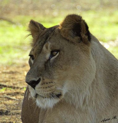 11033 - Lion / Safari zoo - Ramat-Gan - Israel