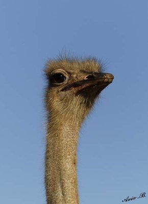 11038 - Ostrich / Safari zoo - Ramat-Gan - Israel