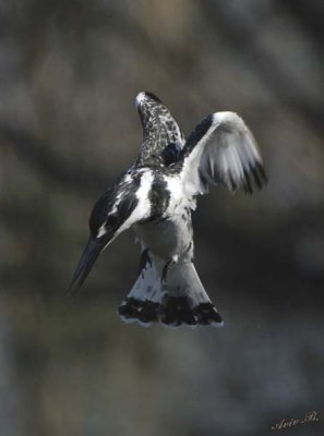 11357 - Pied Kingfisher - ready to dive... / Rishon swamp - Israel
