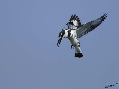 11364 - Pied Kingfisher - ready to dive... / Rishon swamp - Israel
