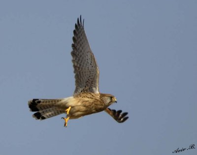 11282 - Falcon... / Rishon swamp - Israel
