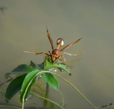 11516 - Wasp / Orange-river - South Africa
