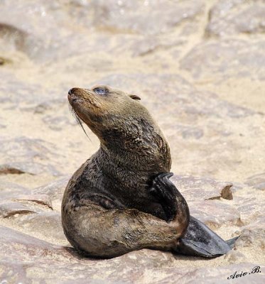 11713 - Cape Fur Seals / Cape Cross - Namibia