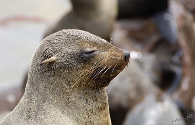 11716 - Cape Fur Seals / Cape Cross - Namibia