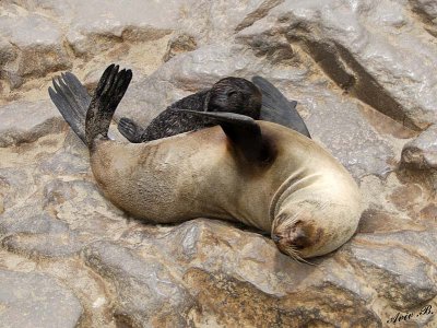 11718 - Cape Fur Seals / Cape Cross - Namibia