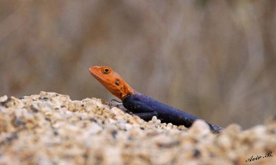 11728 - Red-headed Agama / Spizkoppe - Namibia