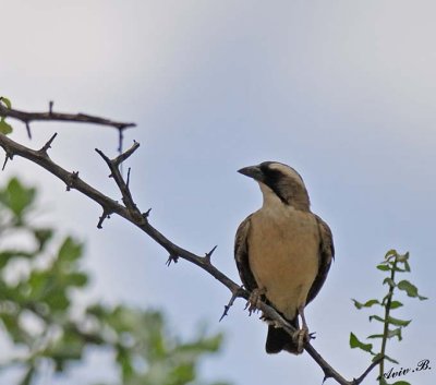 11748 - White-browed Sparrow-Weaver / Cheetah park - Namibia