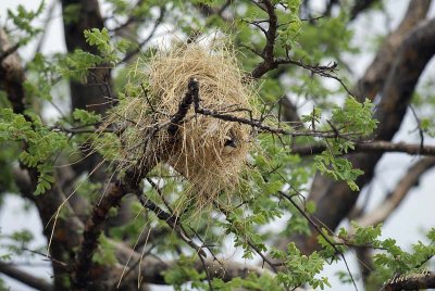 11766 - The nest of White-browed Sparrow-Weaver / Cheetah park - Namibia