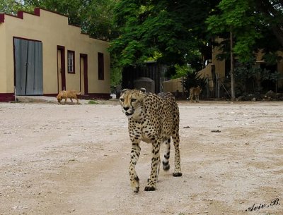 11827 - Watchdogs (where??) / Cheetah park - Namibia