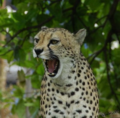 11871 - Cheetah / Cheetah park - Namibia