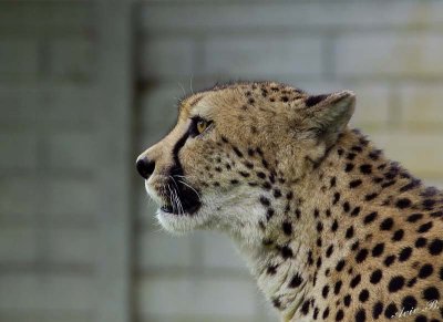 11874 - Cheetah / Cheetah park - Namibia