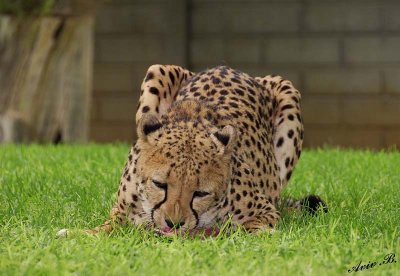 11895 - Cheetah / Cheetah park - Namibia