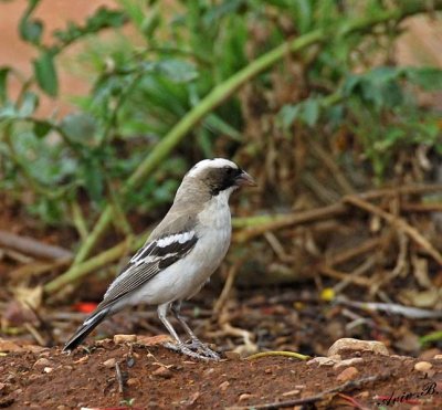 11912 - White-browed Sparrow-Weaver / Cheetah park - Namibia