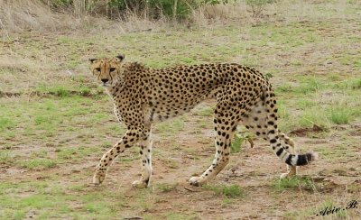 11937 - Cheetah / Cheetah park - Namibia