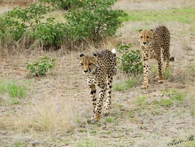 11939 - Cheetah / Cheetah park - Namibia