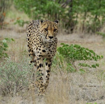 11941 - Cheetah / Cheetah park - Namibia