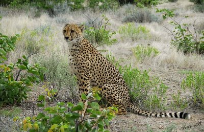 11945 - Cheetah / Cheetah park - Namibia