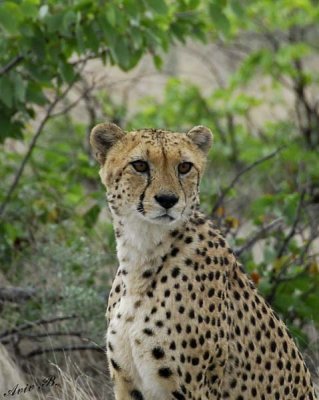 11948 - Cheetah / Cheetah park - Namibia