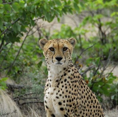 11950 - Cheetah / Cheetah park - Namibia