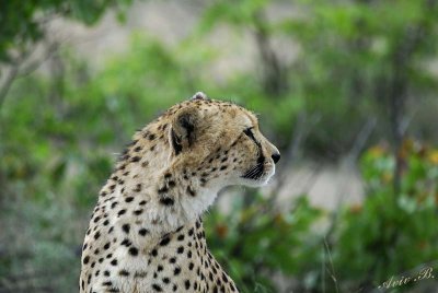 11953 - Cheetah / Cheetah park - Namibia