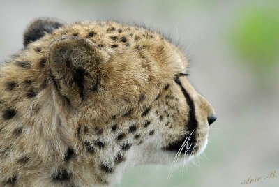 11955 - Cheetah / Cheetah park - Namibia