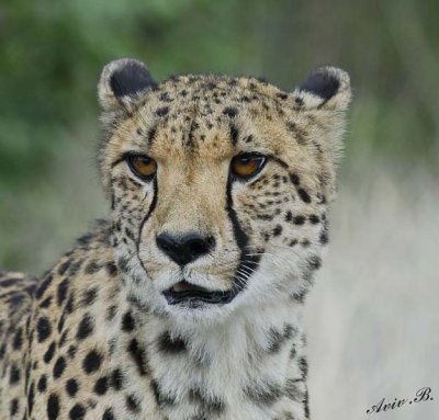 11964 - Cheetah / Cheetah park - Namibia