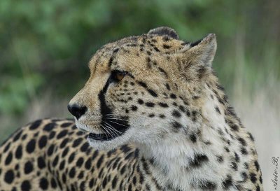 11974 - Cheetah / Cheetah park - Namibia
