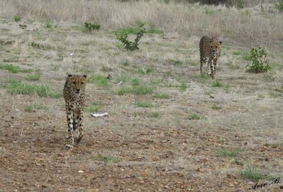 11991 - Cheetah / Cheetah park - Namibia