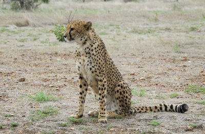 11992 - Cheetah / Cheetah park - Namibia