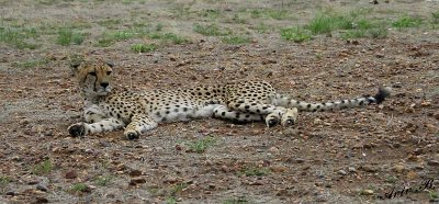 11995 - Did you speak with me? | Cheetah / Cheetah park - Namibia