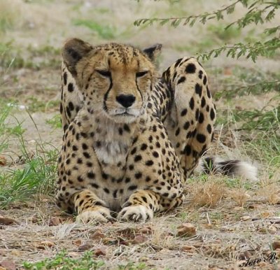 12003 - Cheetah / Cheetah park - Namibia