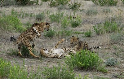 12011 - Cat fight! | Cheetah / Cheetah park - Namibia