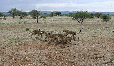 12015 - Cheetah / Cheetah park - Namibia