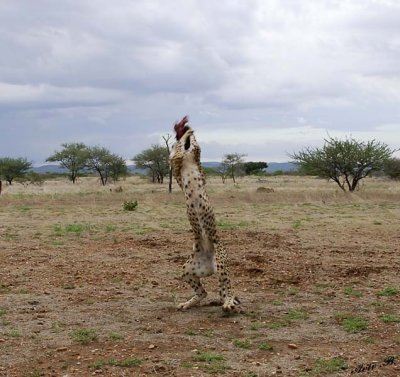 12029 - Cheetah / Cheetah park - Namibia
