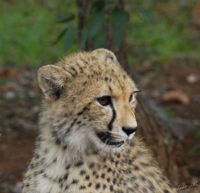 12043 - Cheetah cub / Cheetah park - Namibia
