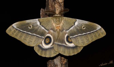 12047 - Moth / Cheetah park - Namibia