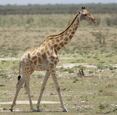 12060 - Reticulated giraffe / Etosha NP - Namibia