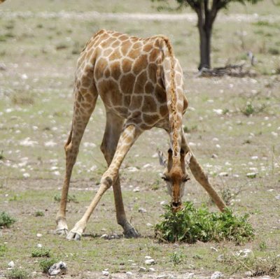 12062 - Reticulated giraffe / Etosha NP - Namibia