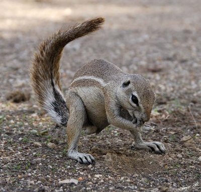 12095 - Squirrel / Etosha NP - Namibia