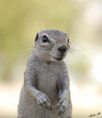 12098 - Squirrel / Etosha NP - Namibia