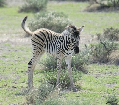 12110 - Zebra baby / Etosha NP - Namibia
