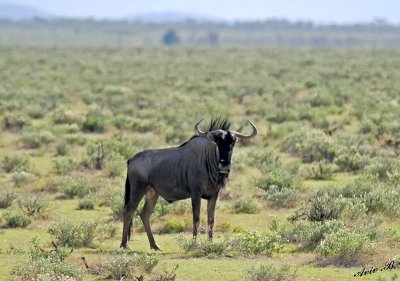12117 - Wildebeest / Etosha NP - Namibia