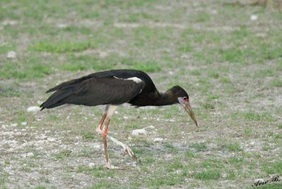 12123 - Abdim's Stork / Etosha NP - Namibia
