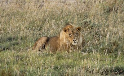 12135 - Lion / Etosha NP - Namibia