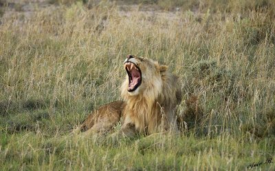 12139 - Lion / Etosha NP - Namibia