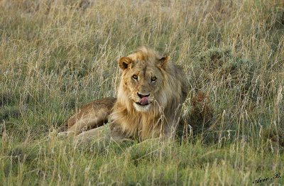 12140 - Lion / Etosha NP - Namibia